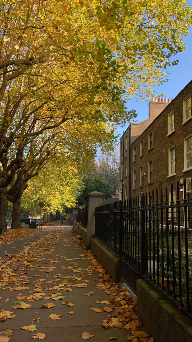 an autumn scene with leaves on the ground and trees lining the street in front of buildings