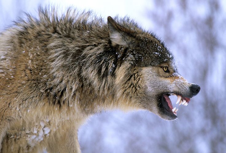 a wolf with it's mouth open in the snow