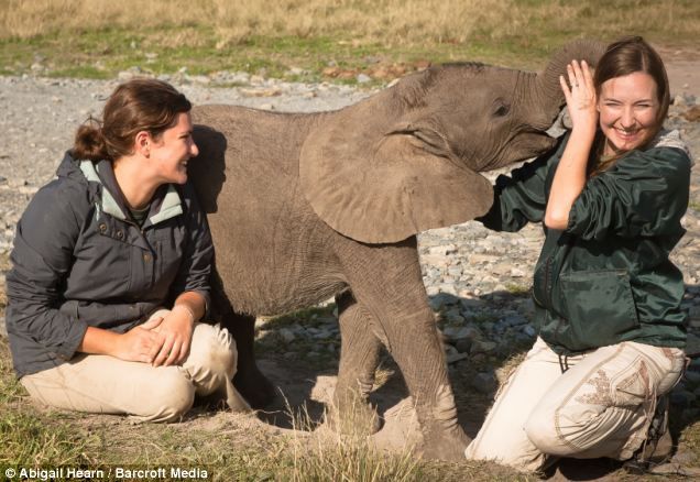 two women petting an elephant on the nose