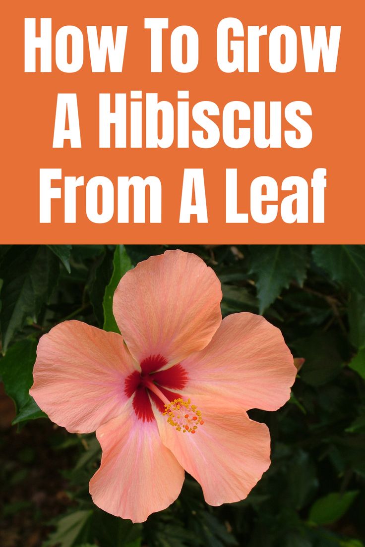 a pink flower with the words how to grow a hibiscus from a leaf