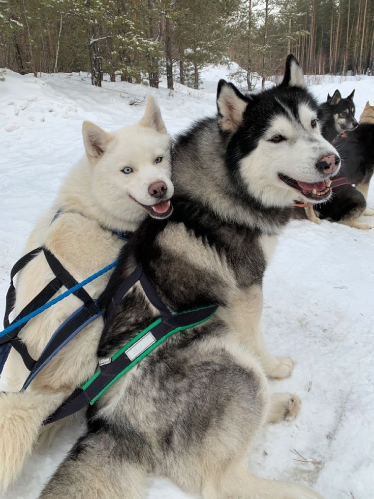 two husky dogs sitting in the snow with their harnesses on and one is being pulled by another dog