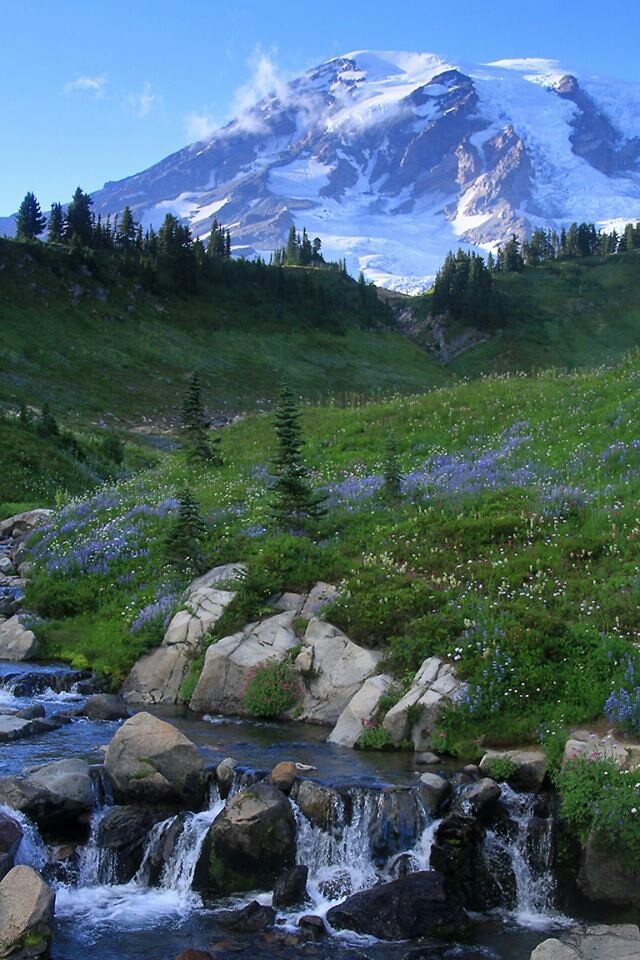 a mountain covered in snow next to a river with rocks and flowers on the ground