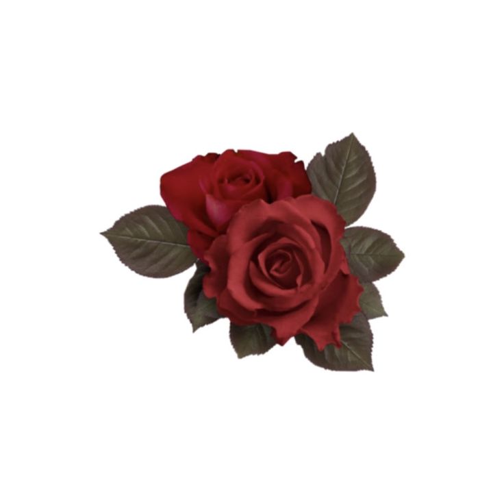 a single red rose with green leaves on a white background