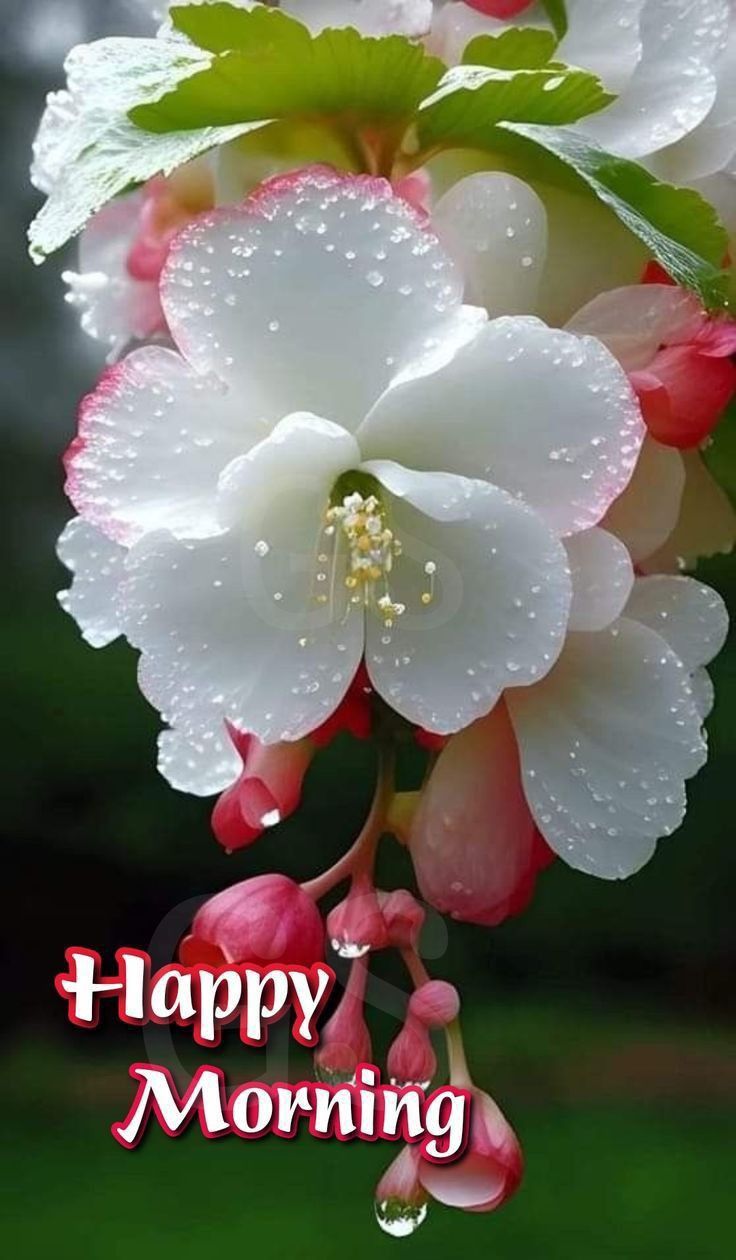 a white and pink flower with water droplets on it's petals that says happy morning