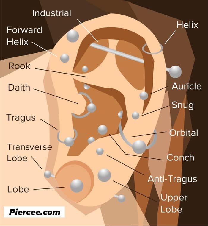 an ear labeled with all the different parts labelled in this diagram to describe what it is