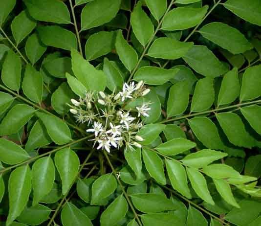 the top view of a plant with white flowers and green leaves on it's branches