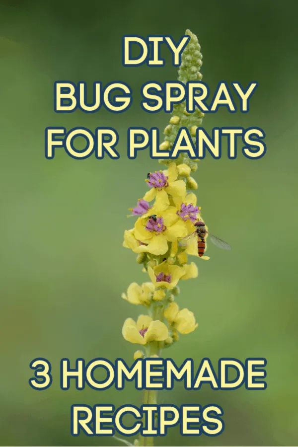 a yellow flower with the words diy bug spray for plants 3 homemade recipes