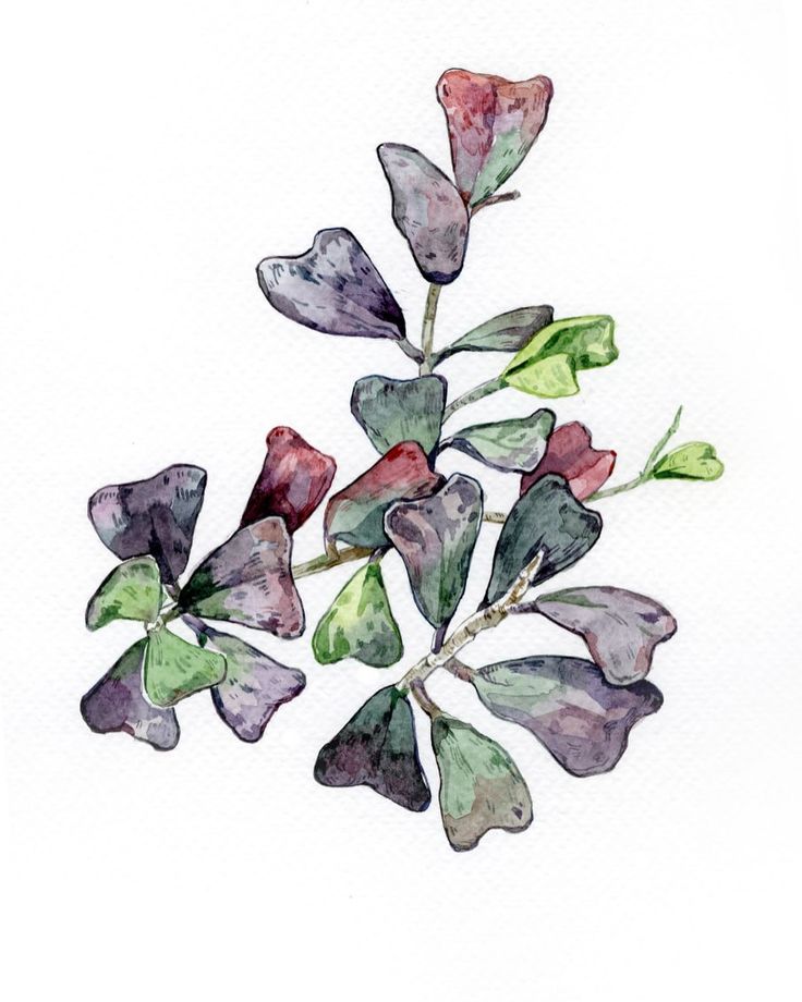 a watercolor painting of some flowers on a white background