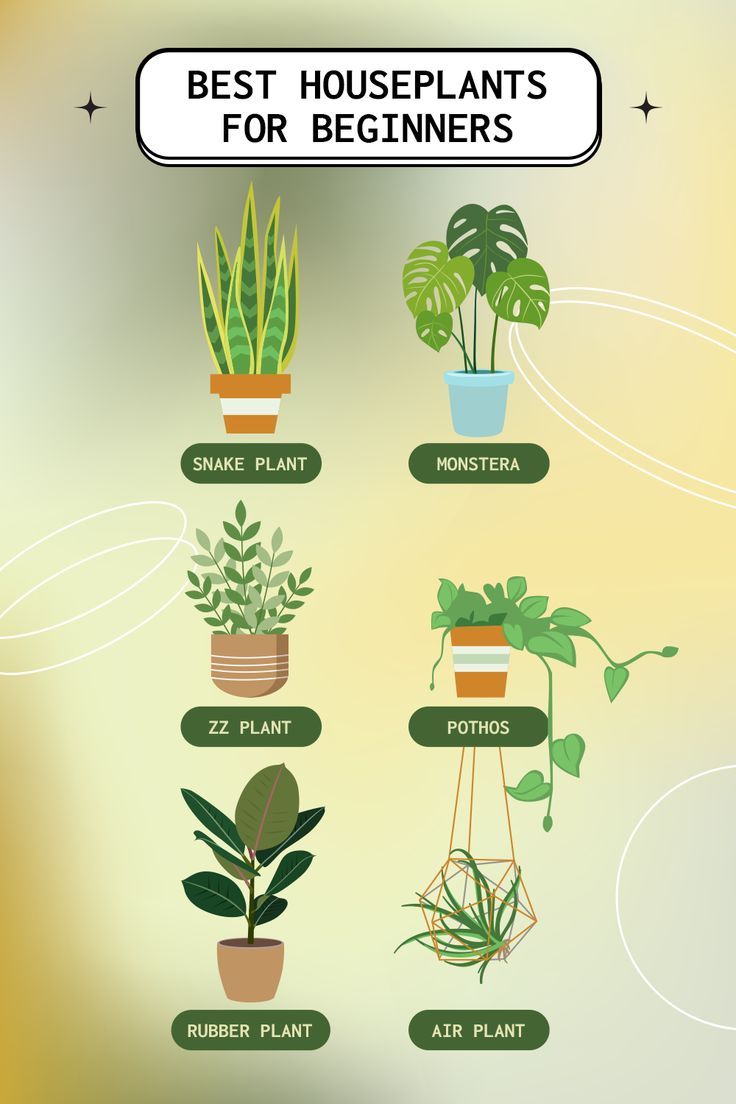 the best houseplants for beginners to grow in pots and potted plants