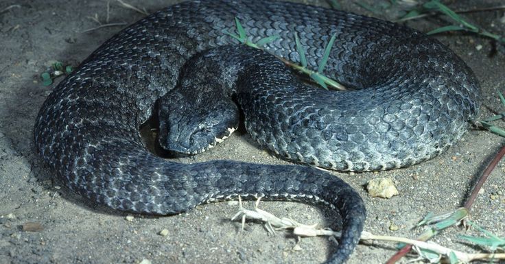 a large black snake laying on the ground