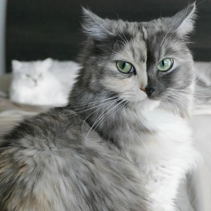 a grey and white cat sitting on top of a bed next to another cat with green eyes