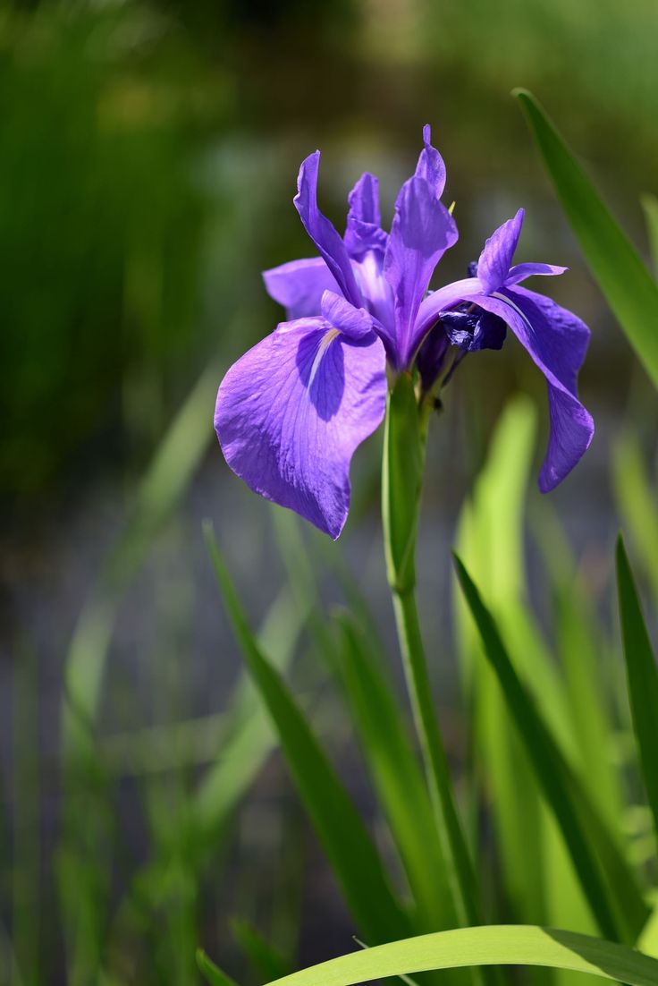 a purple flower that is growing in the grass