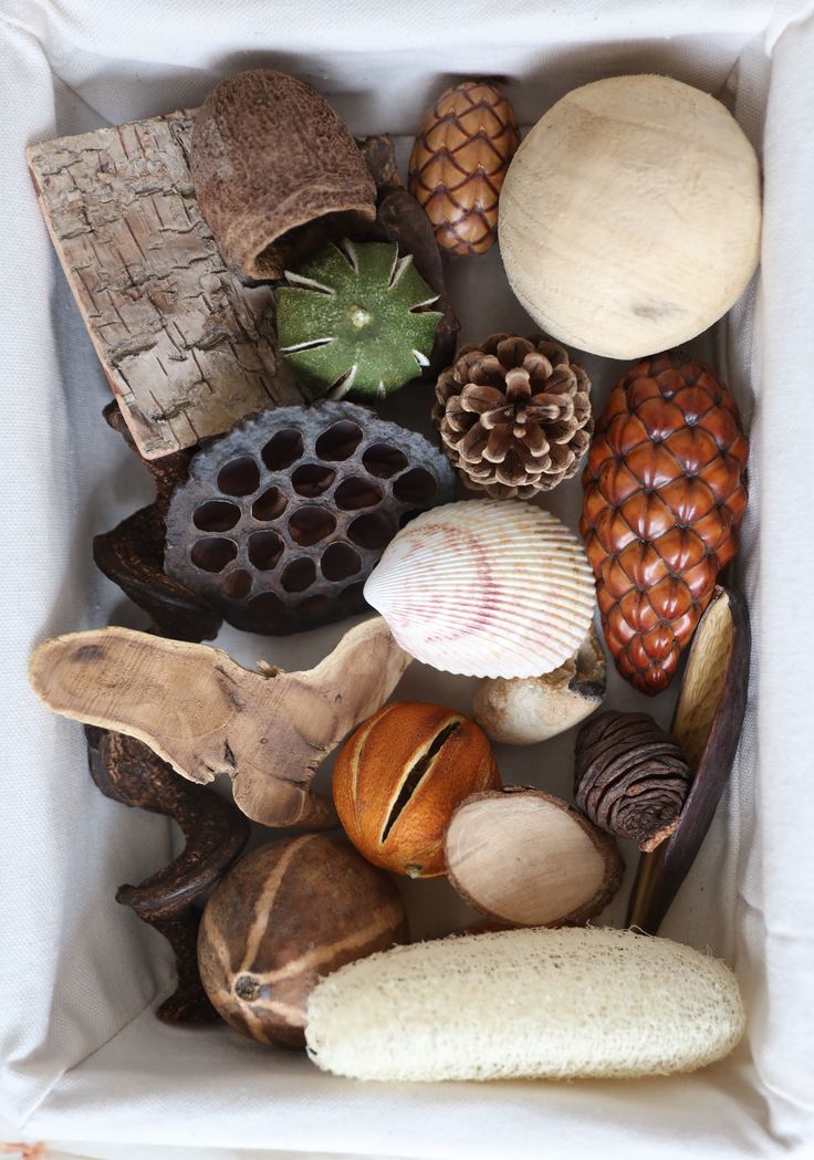 a box filled with lots of different types of seashells and pinecones