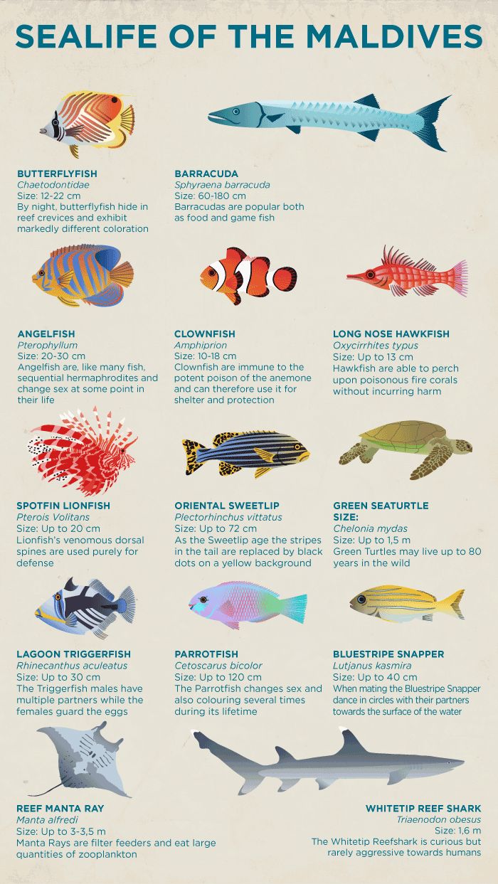 a poster with different types of fish on it's sides and the words sea life of the maldives