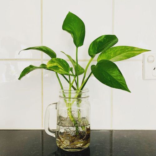 a potted plant in a glass mug filled with water