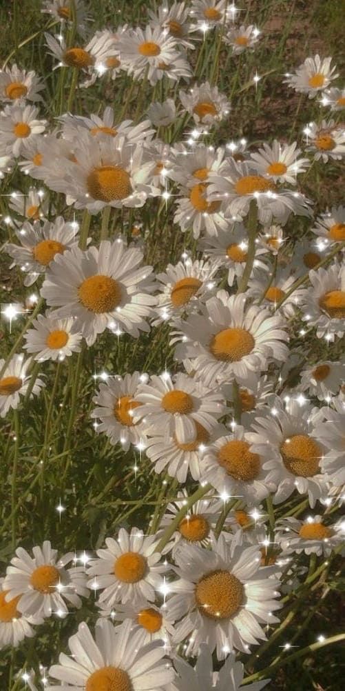 white and yellow daisies in the grass with light shining on them's petals