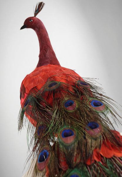 there is a red peacock with feathers on it's head and tail, standing in front of a gray background