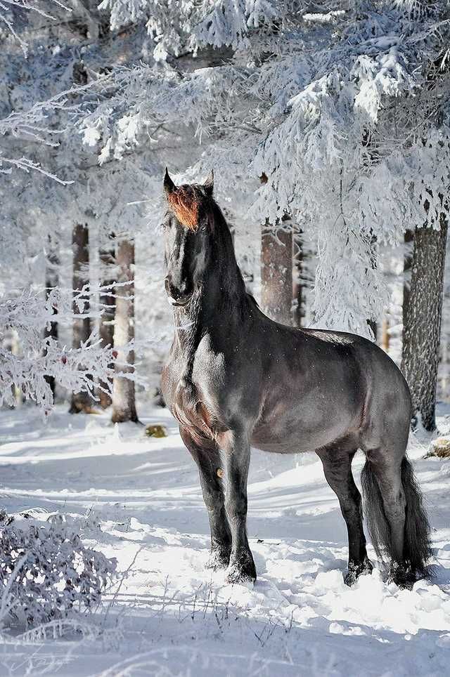 a horse standing in the snow near some trees