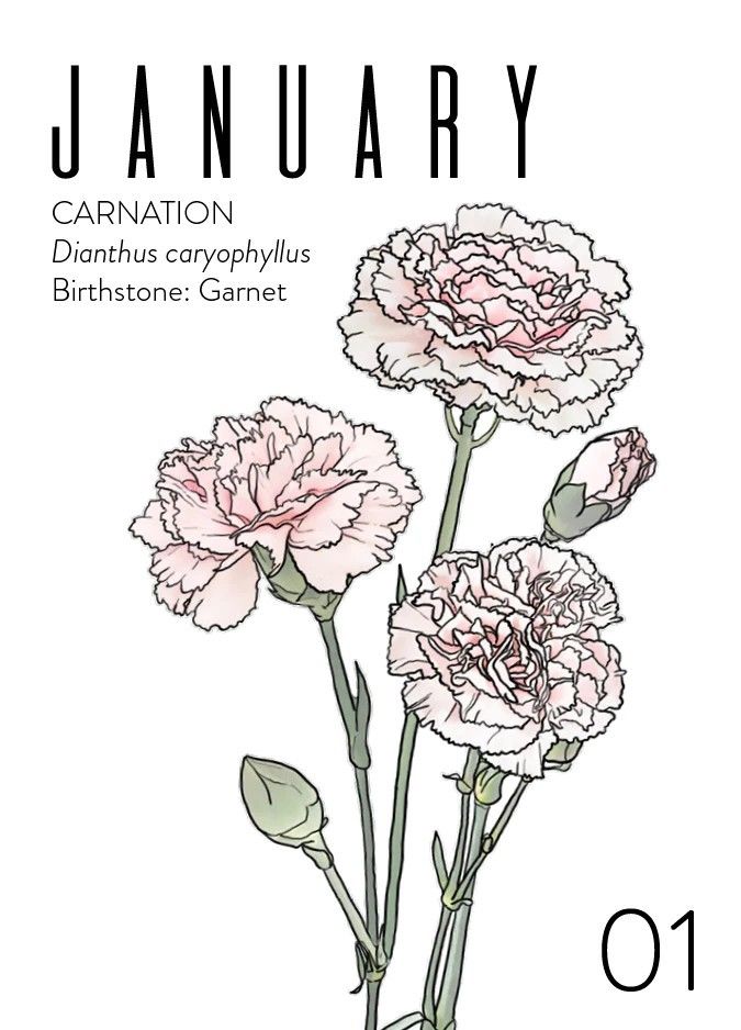 an image of carnations with the words january on it