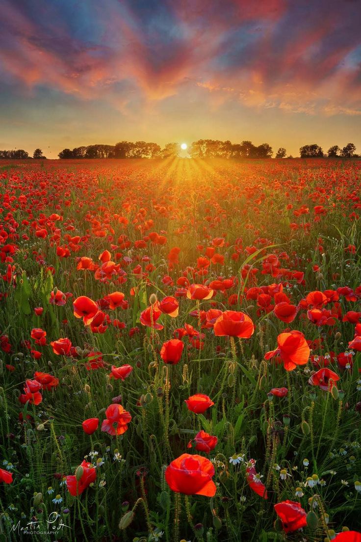 a field full of red flowers with the sun setting in the background