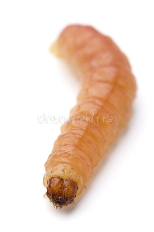 an unpeeled carrot on a white background royalty images