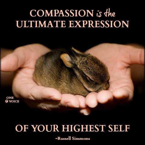 a person holding a small animal in their hands with the caption, comparison is the ultimate expression of your highest self