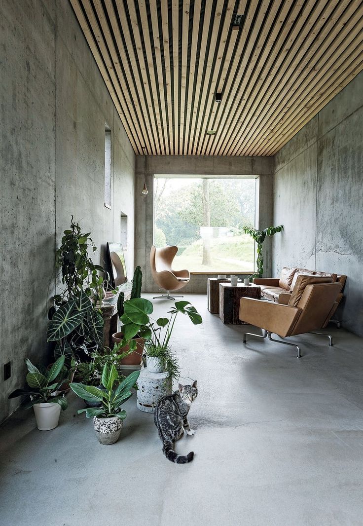 a cat sitting in the middle of a room next to potted plants and chairs