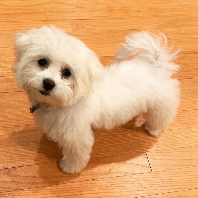 a small white dog standing on top of a wooden floor