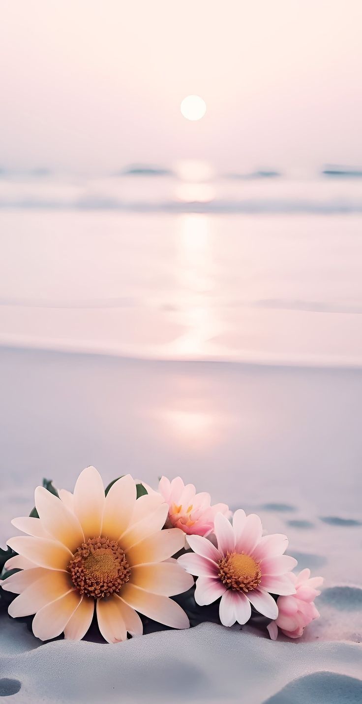 three pink and white flowers laying on the sand at the beach with the sun in the background