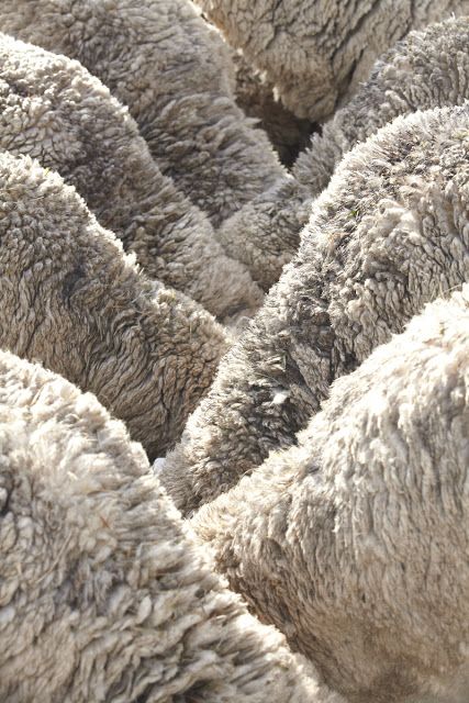 many sheep are standing close together in the sun