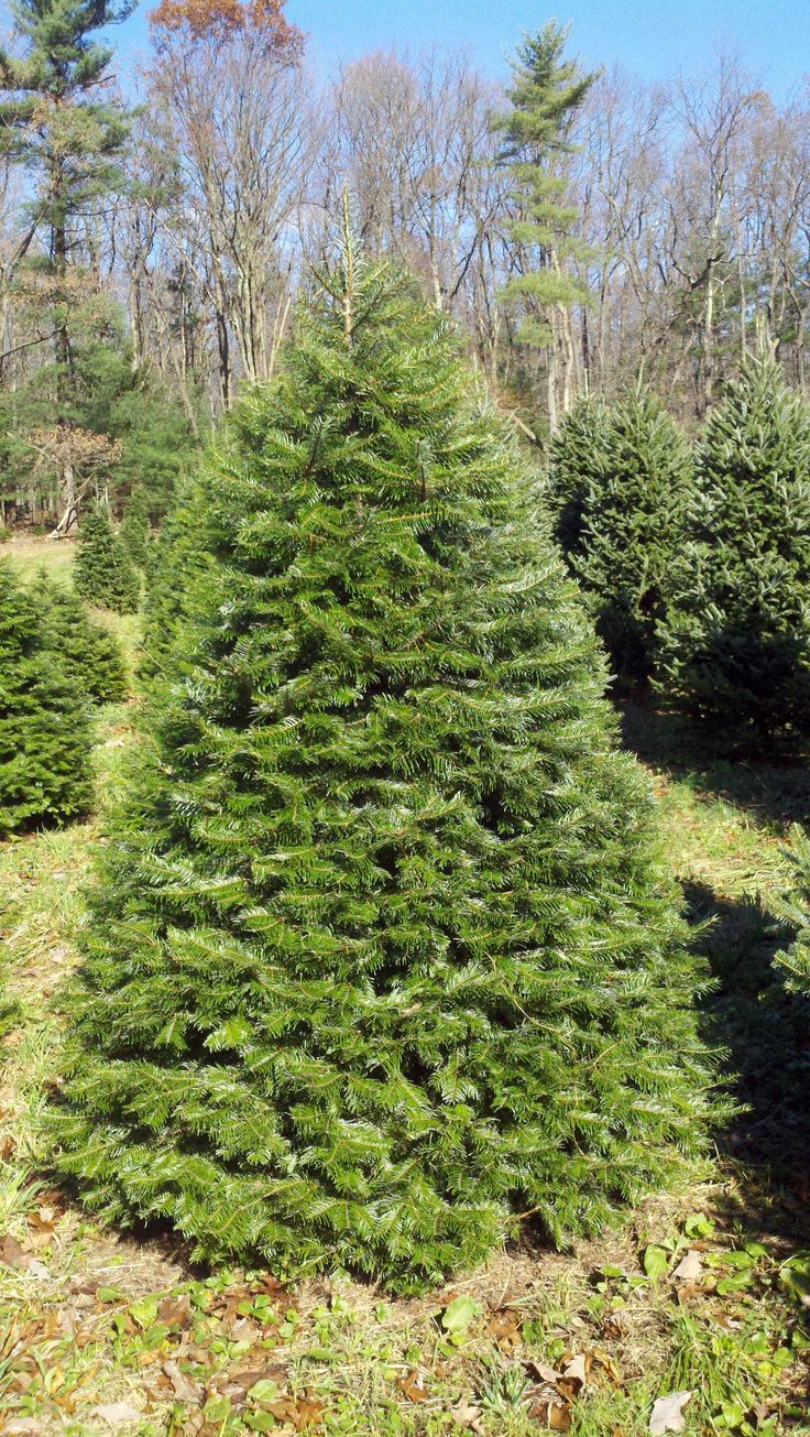 several trees are lined up in the grass and on the ground, one is green