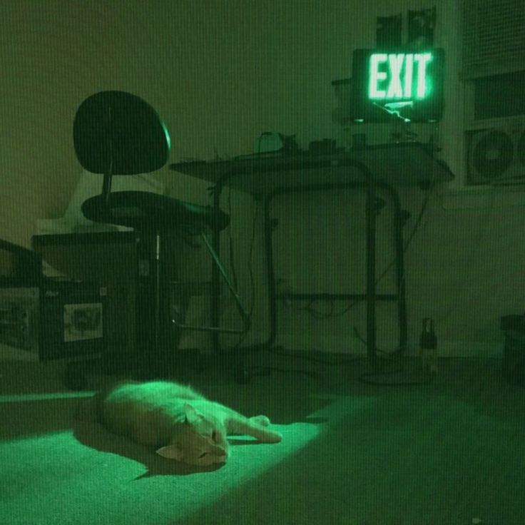 a white dog laying on the floor in front of a exit sign with green light