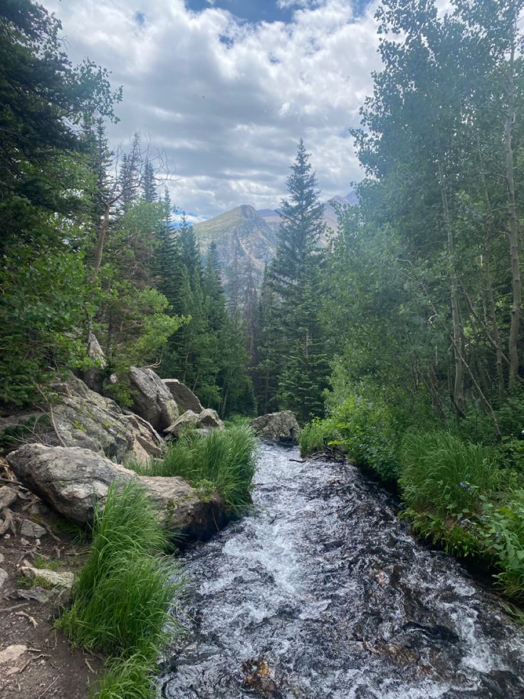 a river running through a lush green forest