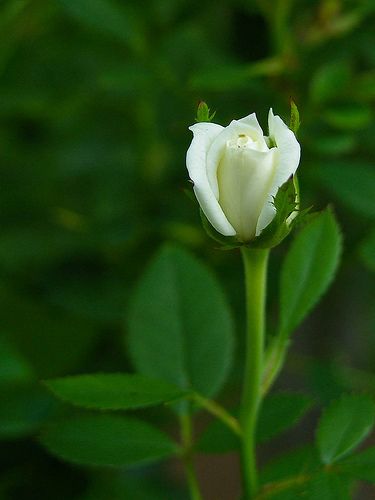 a white flower with green leaves in the background