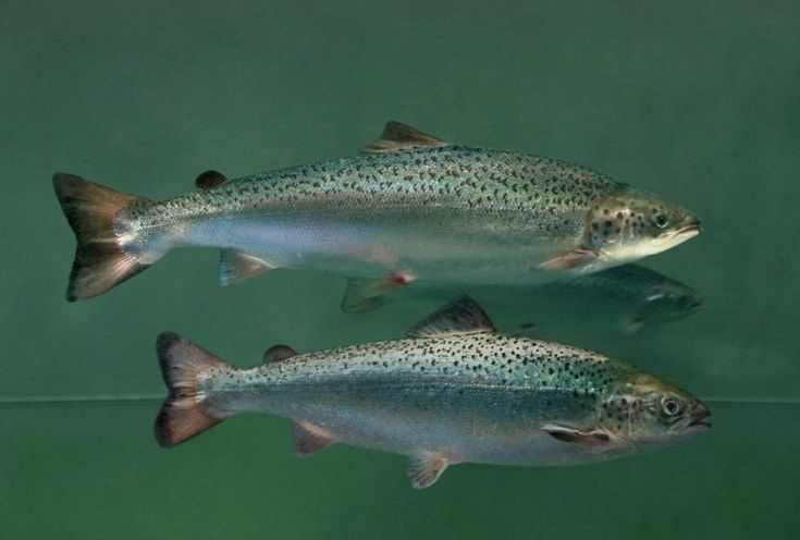 three fish swimming in the water together