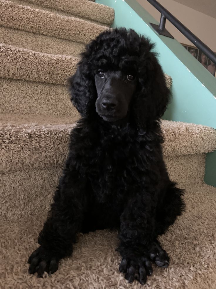 a black poodle sitting on top of a set of stairs