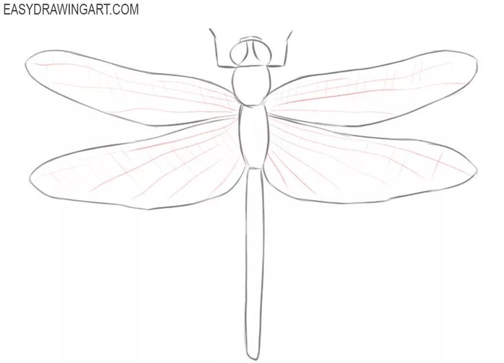 how to draw a dragonfly