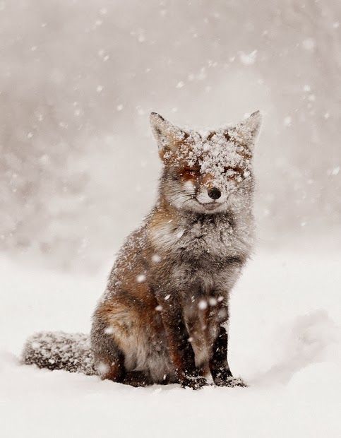 a red fox sitting in the snow