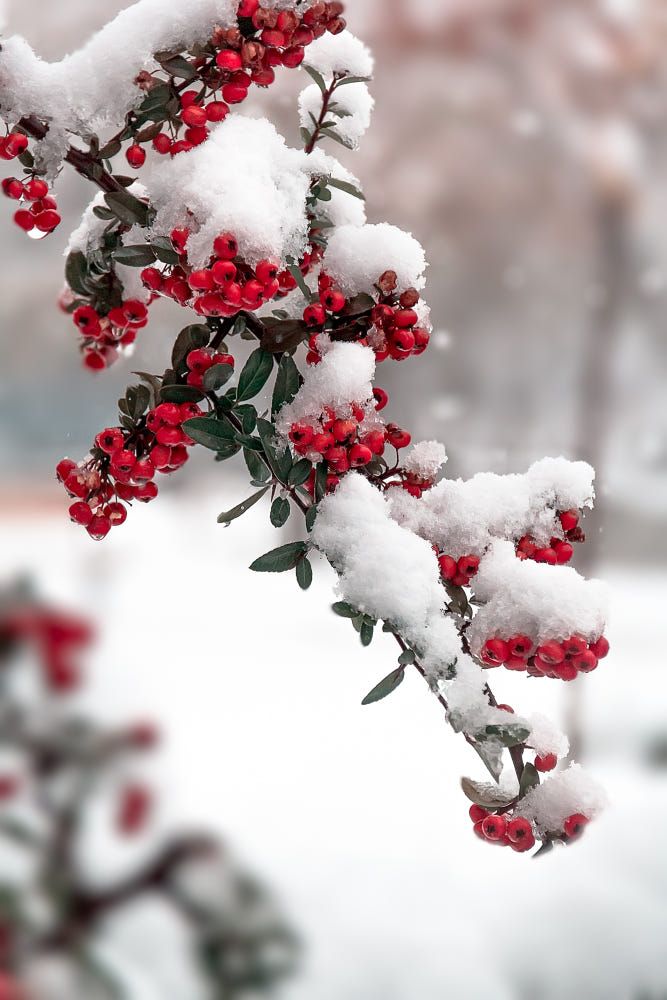 red berries are covered in snow on a branch