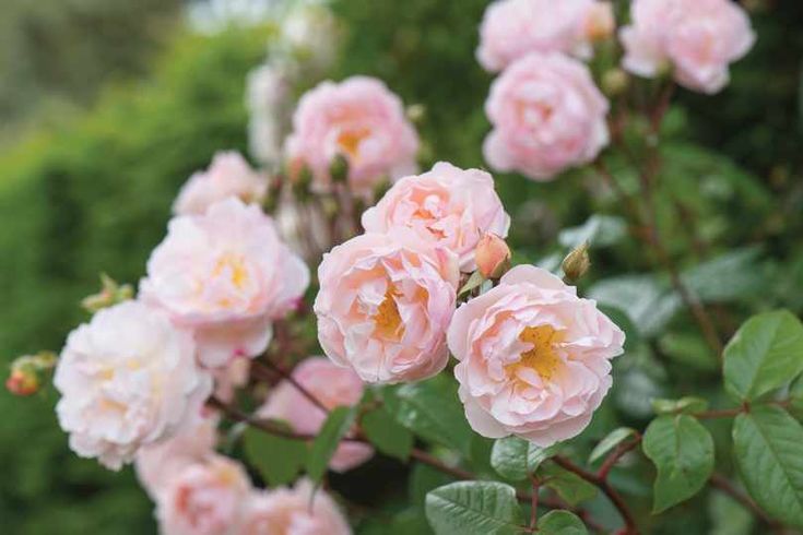 pink roses blooming in the garden on a sunny day