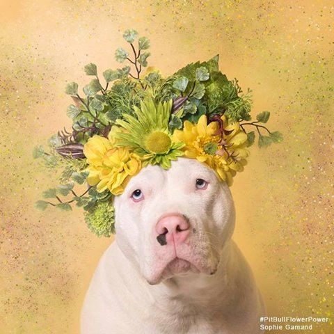 a white dog with yellow flowers on its head