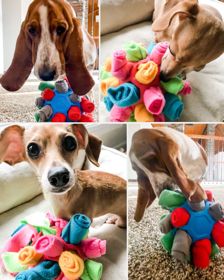 the dog is playing with his toys on the floor