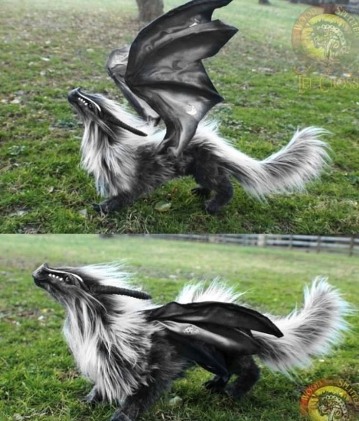 two pictures of a dog with its mouth open and wings spread out, in the grass