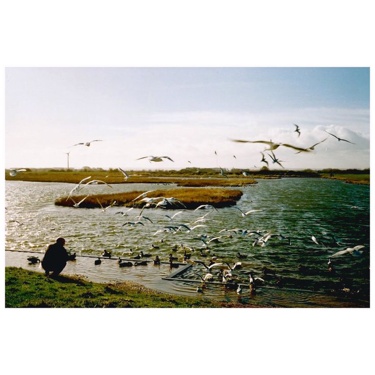 a flock of seagulls flying over a lake with a person sitting on the shore