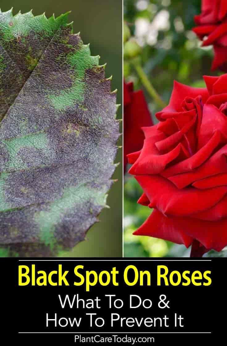 black spot on roses and what to do and how to prevent it from pests