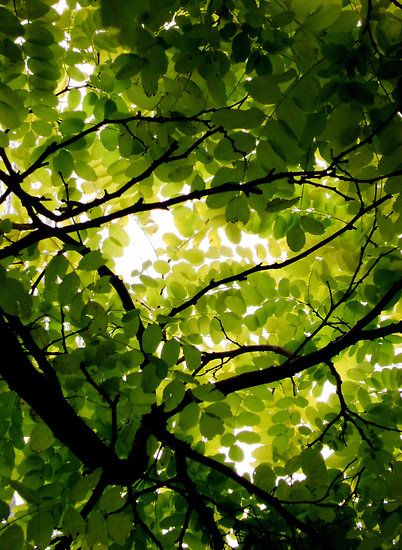 looking up at the branches of a tree with green leaves and sunlight shining through them