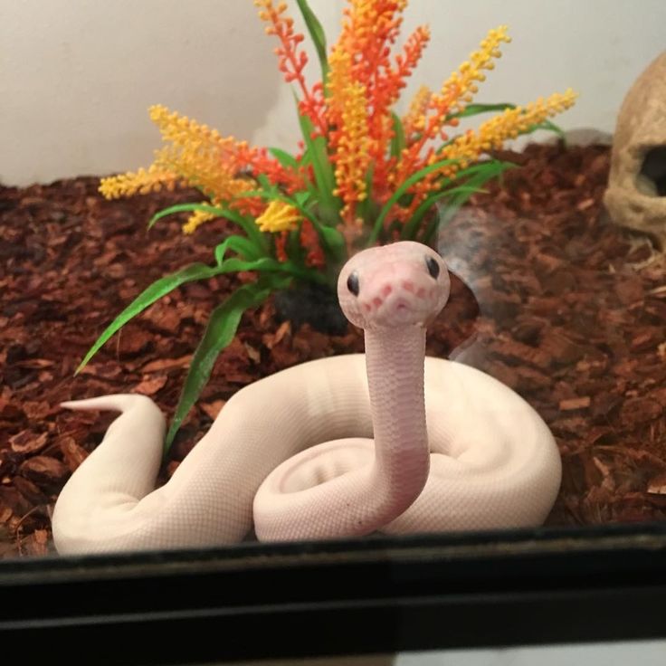 a pink snake is sitting on the ground in front of a fake skull and flowers