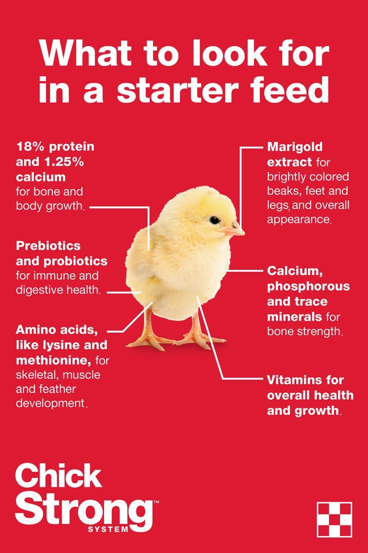 a chicken with the words what to look for in a starter feed on it's back