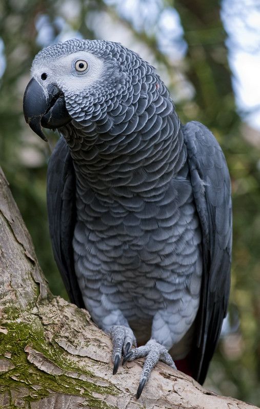 a parrot perched on top of a tree branch