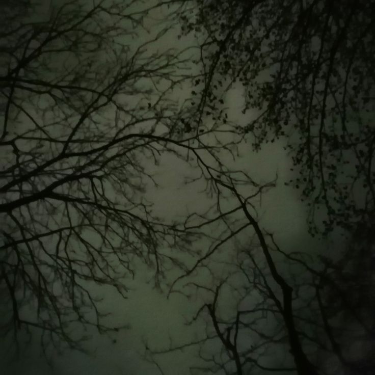 tree branches with no leaves in the foggy night sky, looking up at them